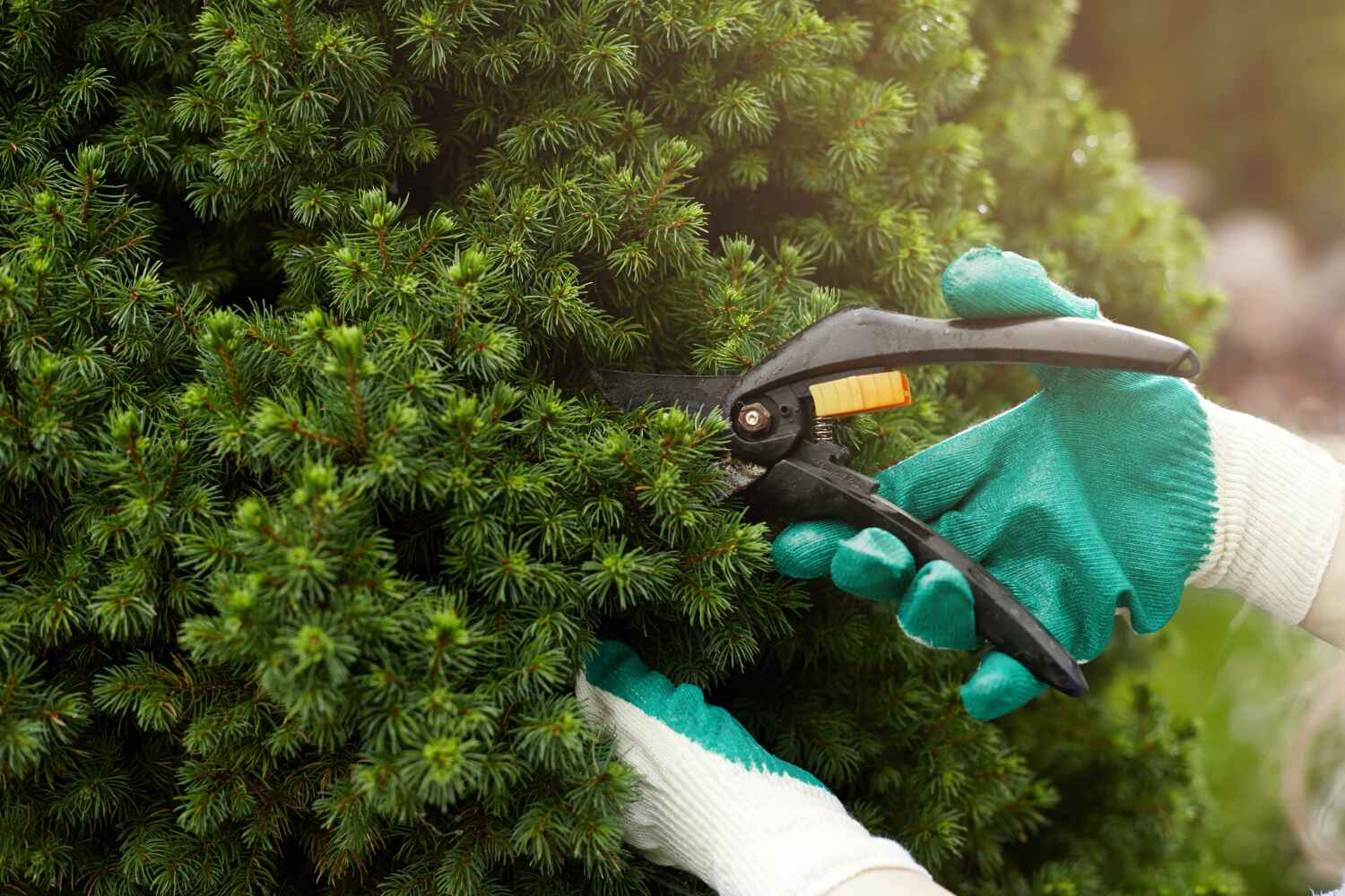 Best Tree Clearing Services  in New Paris, IN